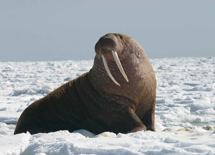 Walrus