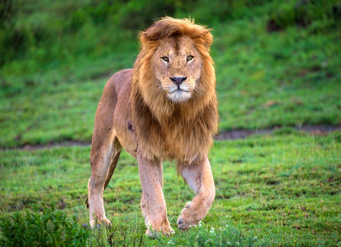 Lion