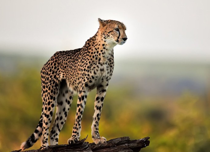 Cheetah