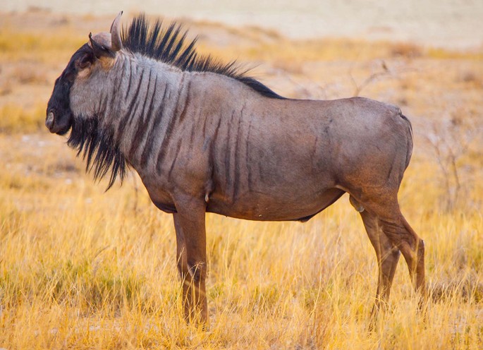 Wildebeest