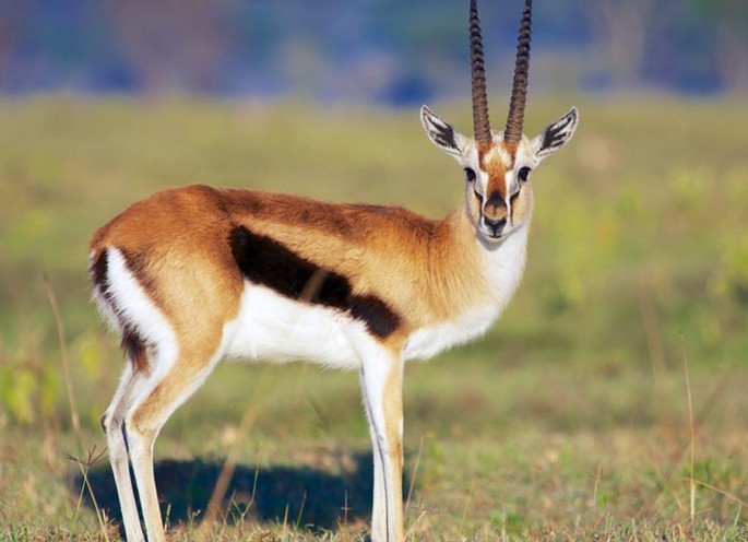 Gazelle