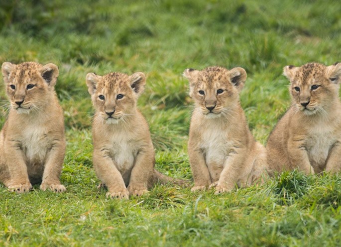 Baby lions