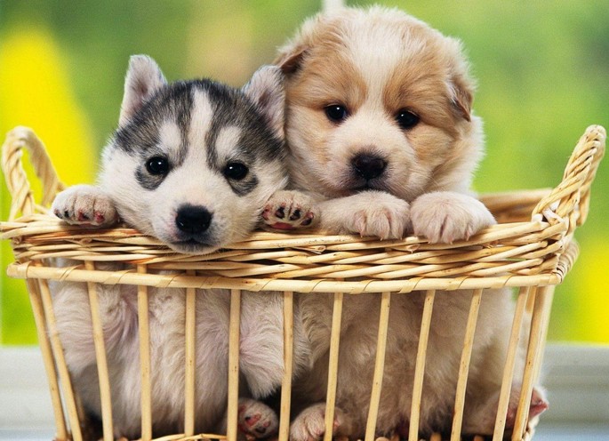 Baby dogs