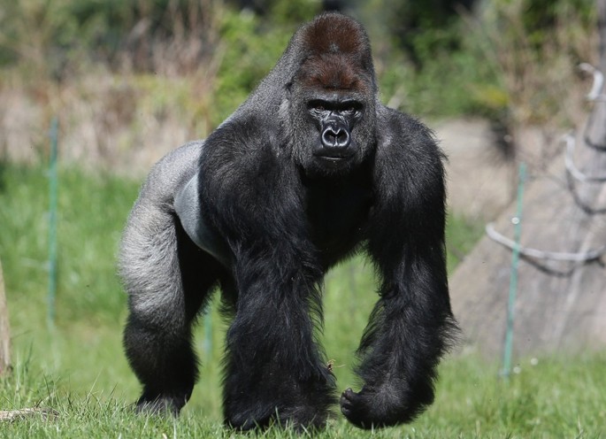 Gorilla