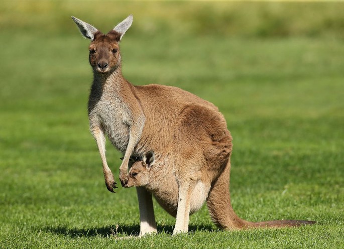 Kangaroo