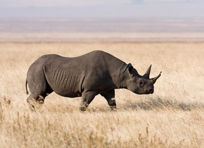 Black rhino